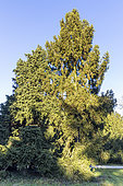 Siberian spruce (Picea obovata) and Norway spruce (Picea abies) 'Ellwangeriana'