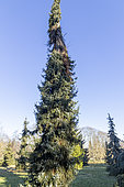 Serbian Spruce (Picea omorika)