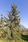 Dragon Spruce (Picea asperata)