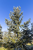 Engelmann spruce (Picea engelmannii) 'Glauca'