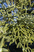 Douglas-fir (Pseudotsuga menziesii)
