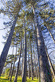 Corsican pine (Pinus nigra var. maritima)