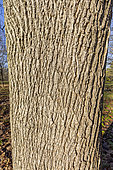 Norway maple (Acer platanoides) 'Schwedleri''