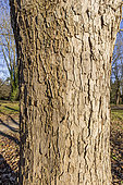 Sycamore maple (Acer pseudoplatanus) 'Purpureum'