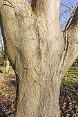 Cappadocian maple (Acer cappadocicum) 'Rubrum'