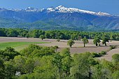Bocage in spring : in the distance the peak of Anie, Béarn, Pyrénées-Atlantiques, France