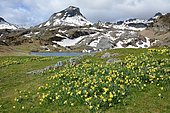Two-coloured Daffodil (Narcissus bicolore) blooming at the edge of the Roumassot lake, Pyrenean National Park, Ossau Valley, Pyrénées-Atlantiques, France