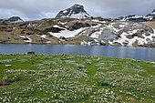 Pyrenean Buttercup (Ranunculus pyrenaeus) blooming at the edge of the Roumassot lake, Pyrenean National Park, Ossau Valley, Pyrénées-Atlantiques, France