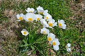 Pyrenean Buttercup (Ranunculus pyrenaeus), Habitat: Subalpine grasslands, Pyrénées-Atlantiques, France