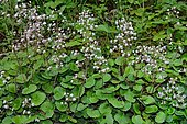 Hairy Kidney Wort (Saxifraga hirsuta) flowers, Habitat : Banks, shady places, Pyrénées-Atlantiques, France