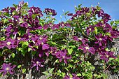 Clematis (Clematis sp) in flower in spring on a heather fence, Pyrénées-Atlantiques, France