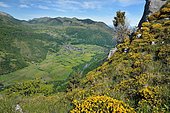 Western gorse (Genista occidentalis) on the Pène de Béon, view on the entrance of the Ossau Valley with the villages of Bielle and Bilhères, in the background, the Escurets ridge, Pyrénées-Atlantiques, France