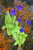 Common Butterwort (Pinguicula vulgaris). Habitat: marshes, springs and swampy meadows, Pyrénées-Atlantiques, France