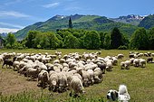 Herd of ewes under the guard of a Pyrenean Patou dog, Ossau Valley, Pyrénées-Atlantiques, France