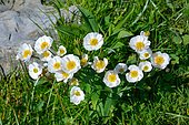 Amplexicaulis buttercup (Ranunculus amplexicaulis). Habitat : fresh subalpine grasslands, Pyrénées-Atlantiques, France