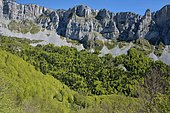 Val d'Azun : beech-fir forest along the Orgues de Camplong, Pyrénées-Atlantiques, France.