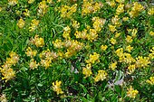 Common kidneyvetch (Anthyllis vulneraria), Habitat: dry meadows and rock gardens on limestone, Pyrénées-Atlantiques, France