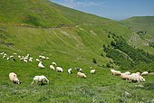 Herd of ewes in summer pasture, Basque Country, Pyrénées-Atlantiques, France