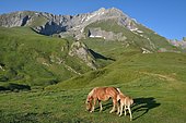 Mare and her foal on the mountain pasture at the Soulor pass. In the background the limestone massif of Gabizos. High Pyrenees, France