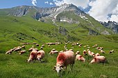 Herd of ewes at the Soulor pass, facing the Gabizos, Hautes-Pyrénées, France