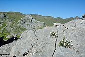 Muflier toujours vert (Antirrhinum sempervirens) dans son habitat de rochers calcaires. Etage subalpin. Endémique des Pyrénées. Pyrénées-Atlantiques, France
