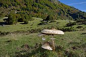 Vallon de Gabardères: Parasol mushrooms (Macrolepiota procera) in their biotope, Ossau Valley, Pyrénées-Atlantiques, France