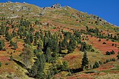 Gabardères: blueberry and hooked pine slopes, frequented by brown bears in autumn, Ossau Valley, Pyrénées-Atlantiques, France