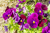 Pansy (Viola x wittrockiana) 'Unicolor Purple'