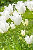 Lilly Flowering Tulip 'White Triumphator'