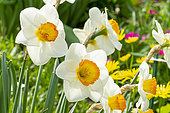Large-Cupped Daffodil (Narcissus) 'Flower Record'