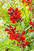 Wallflower (Erysimum cheiri) Grand Mélange 'Red King'
