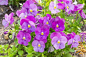 Horned Pansy (Viola cornuta) 'Halo Purple', Sorbet Rose Blotch Viola