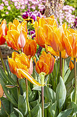 'Prinses Irene' Triumph Tulip