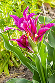 Lilly Flowering Tulip 'Burgundy'