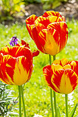 Darwin Hybrid Tulip 'Banja Luca'