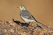 White Wagtail (Motacilla alba), first winter juvenile standing on manure, Campania, Italy