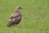 Common Buzzard (Buteo buteo), side view of a juvenile standing on the ground, Campania, Italy