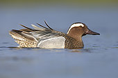 Garganey (Anas querquedula), side view of an adult male swimming in the water, Campania, Italy