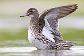 Garganey (Anas querquedula), adult female flapping its wings, Campania, Italy