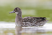 Garganey (Anas querquedula), side view of an adult female swimming in the water, Campania, Italy