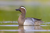 Garganey (Anas querquedula), side view of an adult male displaying, Campania, Italy