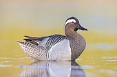 Garganey (Anas querquedula), side view of an adult male standing in the water, Campania, Italy