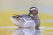 Garganey (Anas querquedula), side view of an adult male preening, Campania, Italy