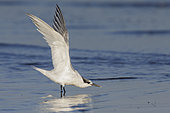Sandwich Tern (Thalasseus sandvicensis), side view of an adult in winter plumage stretching its wings, Campania, Italy