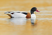 Common Shelduck (Tadorna tadorna), side view of a male swimming, Campania, Italy