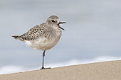 Grey Plover (Pluvialis squatarola), side view of an adult in winter plumage standing on a single leg, Campania, Italy