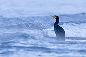 Great Cormorant (Phalacrocorax carbo sinensis), adult standing among the waves, Campania, Italy