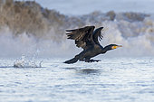 Great Cormorant (Phalacrocorax carbo sinensis), side view of an adult in flight, Campania, Italy