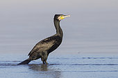 Great Cormorant (Phalacrocorax carbo sinensis), side view of an adult standing in the water, Campania, Italy