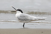Sandwich Tern (Thalasseus sandvicensis), side view of an adult in winter plumage standing on the shore with its bill opened, Campania, Italy